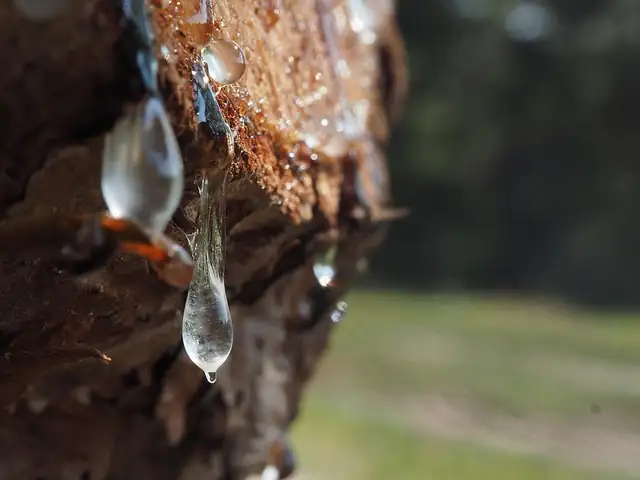 Madera de agar de Papúa: vista de presentación