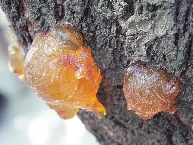 Lote de Madera de agar de Papúa listo para exportación